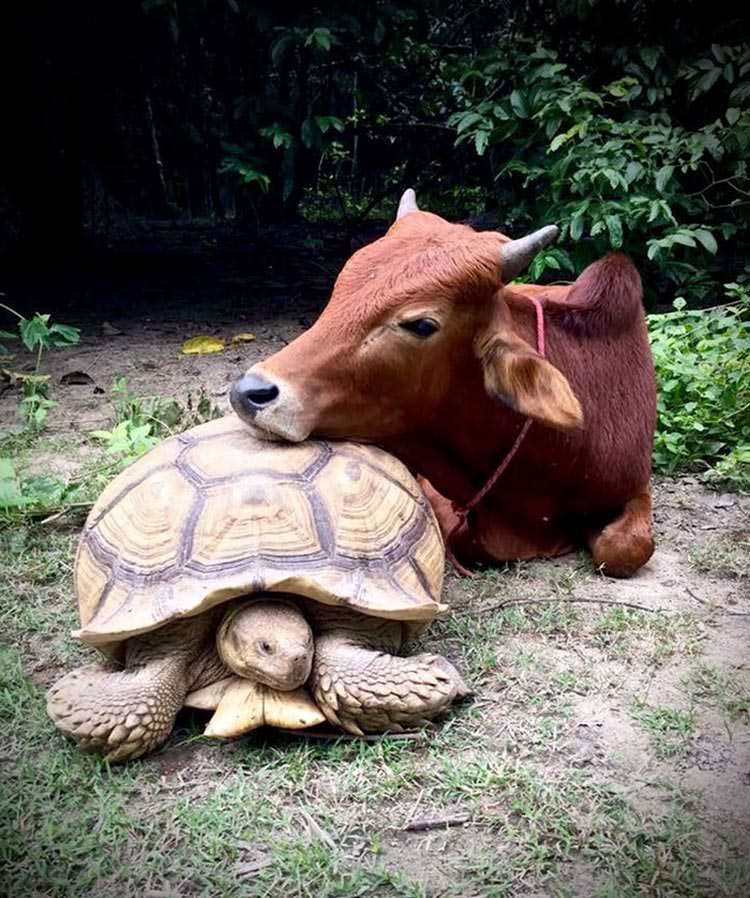 A Tortoise Has Unbroken Friendship With A Cow