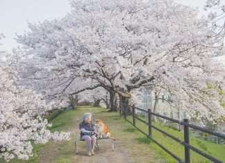 Japanese Photographer Captures Inseparable Love Between His Grandmother And Her Dog Japanese Photographer Captures Inseparable Love Between His Grandmother And Her Dog