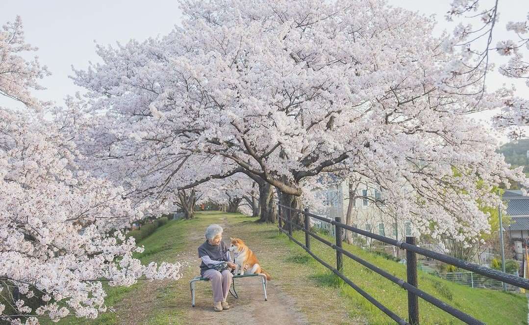 Japanese Photographer Captures Inseparable Love Between His Grandmother And Her Dog