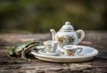 Jay Rainey Enjoys Having Magical Tea Parties With Forest Friends Jay Rainey Enjoys Having Magical Tea Parties With Forest Friends