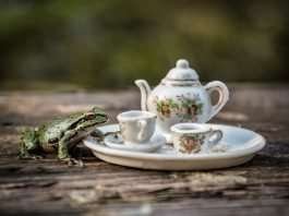 Jay Rainey Enjoys Having Magical Tea Parties With Forest Friends
