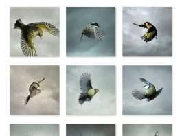 Mark Harvey Captures The Beauty And Power Of Raptors In Flight