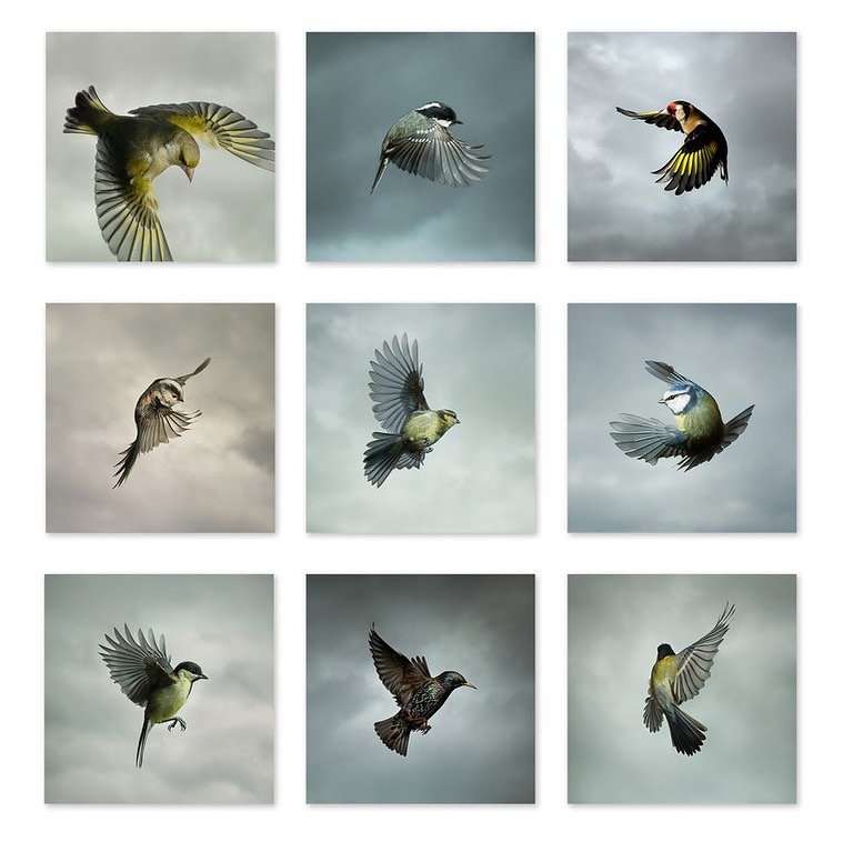 Mark Harvey Captures The Beauty And Power Of Raptors In Flight