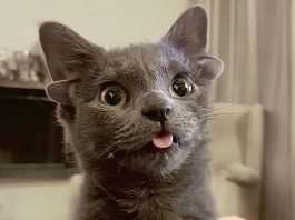 Midas, A Cat With Four Fully Functional Ears