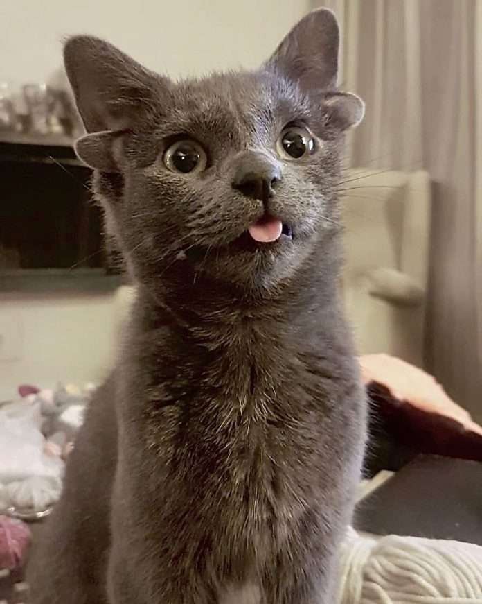 Midas, A Cat With Four Fully Functional Ears