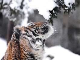 Photographer Captures A Series Of Images Falling Bunch Of Snow On The Head Of A Siberian Tiger