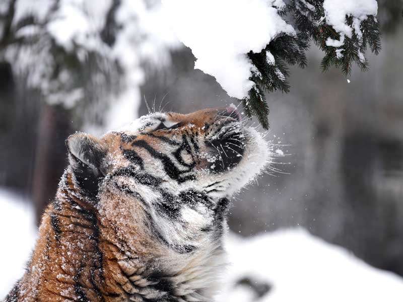 Photographer Captures A Series Of Images Falling Bunch Of Snow On The Head Of A Siberian Tiger