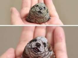 Japanese Artist Akie Nakata Turns Found Stones Into Lifelike Animal Sculptures