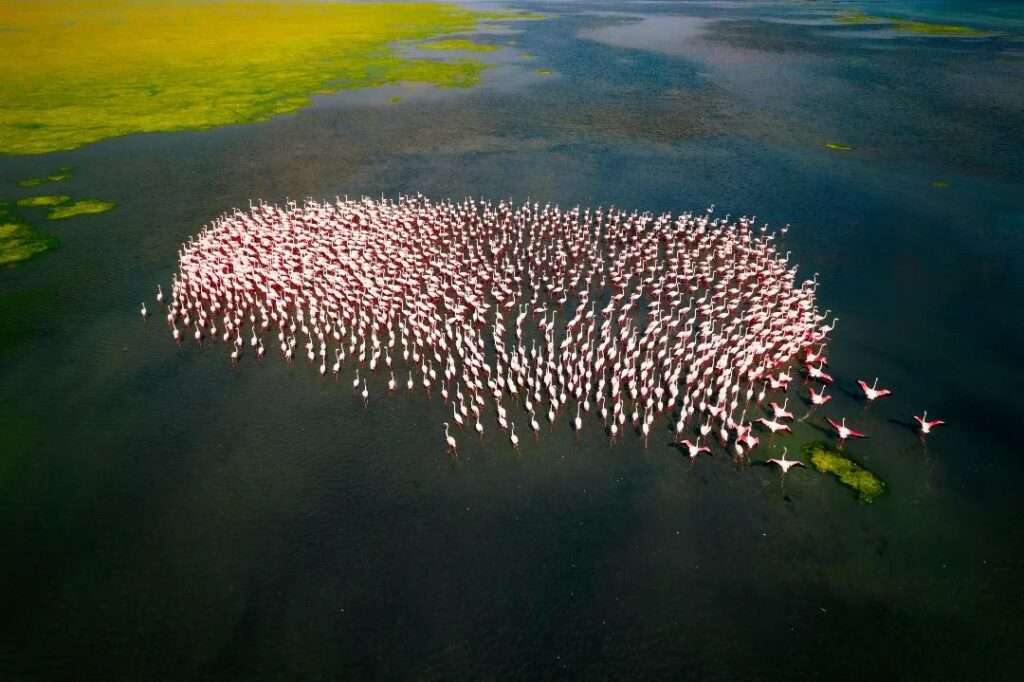 Annual pink bird migration