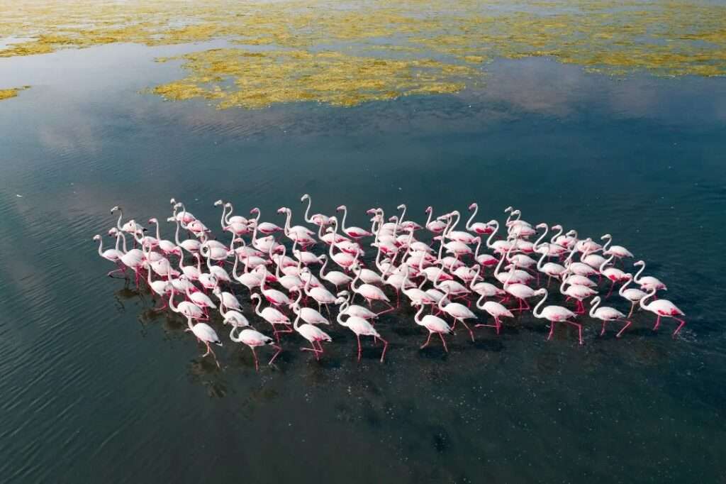 Seasonal flamingo journey