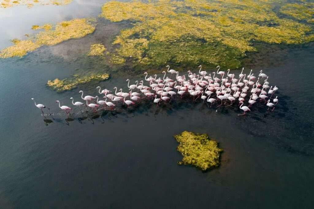 Yearly pink bird trek