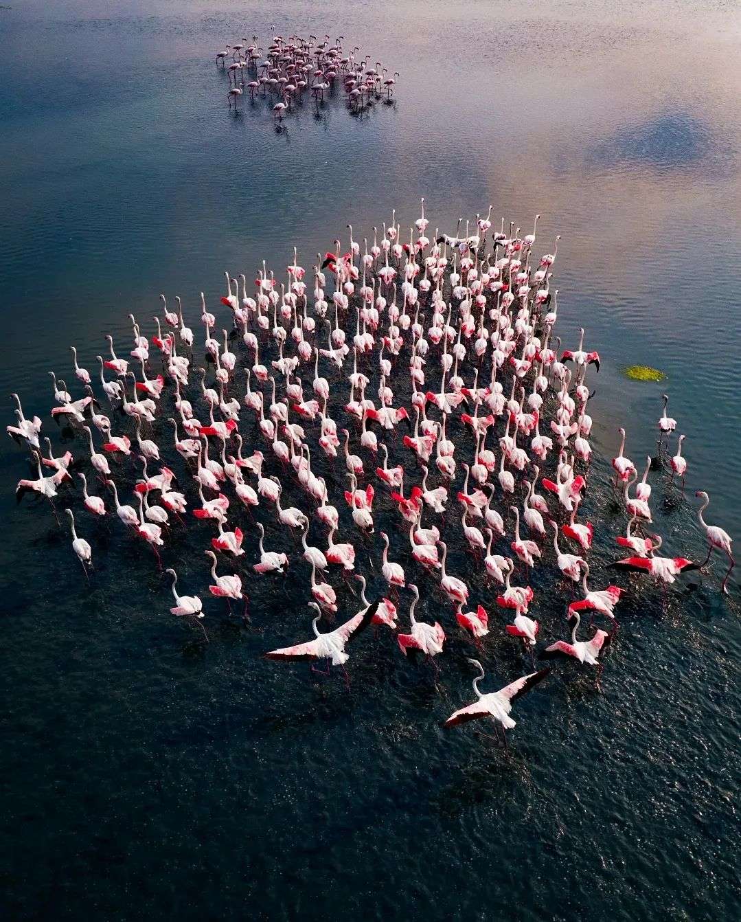 Photographer Captured Incredible Aerial Photos Of The Annual Flamingo Migration