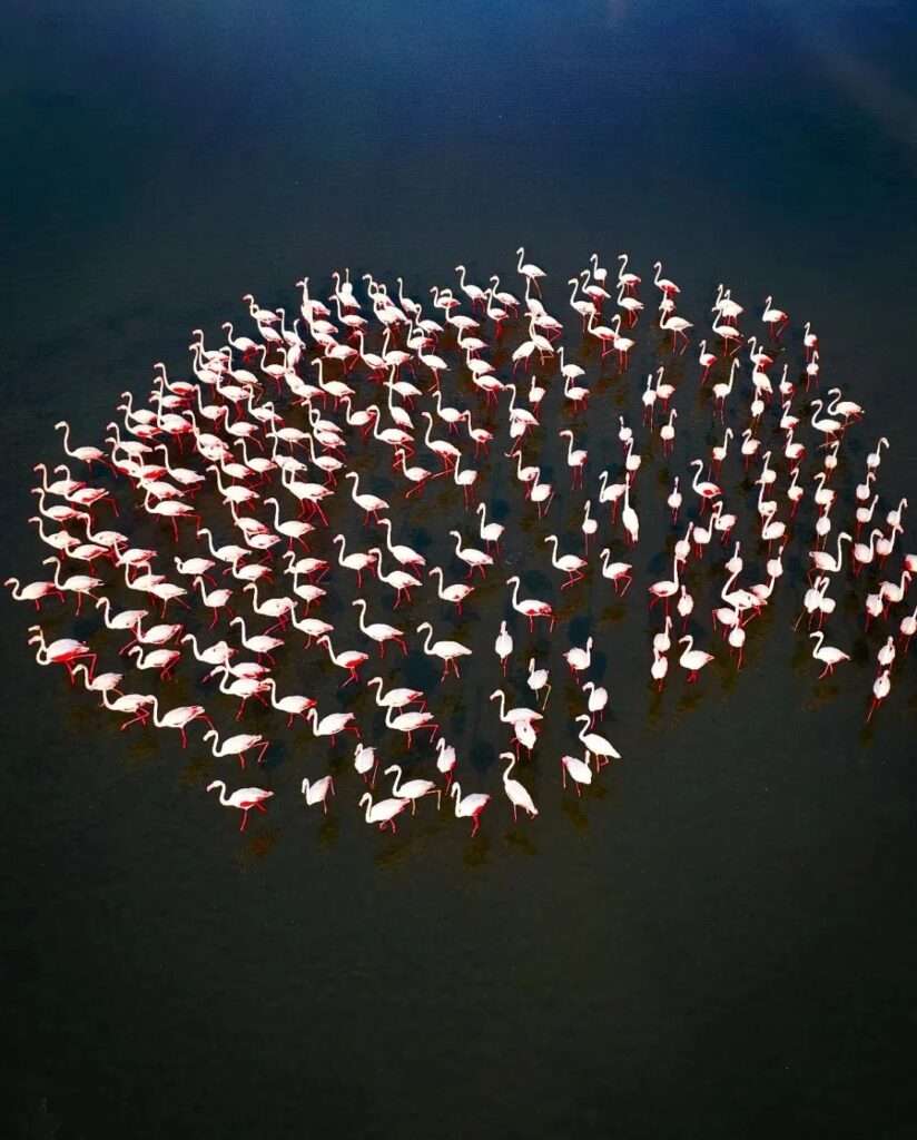 Yearly flamingo migration spectacle