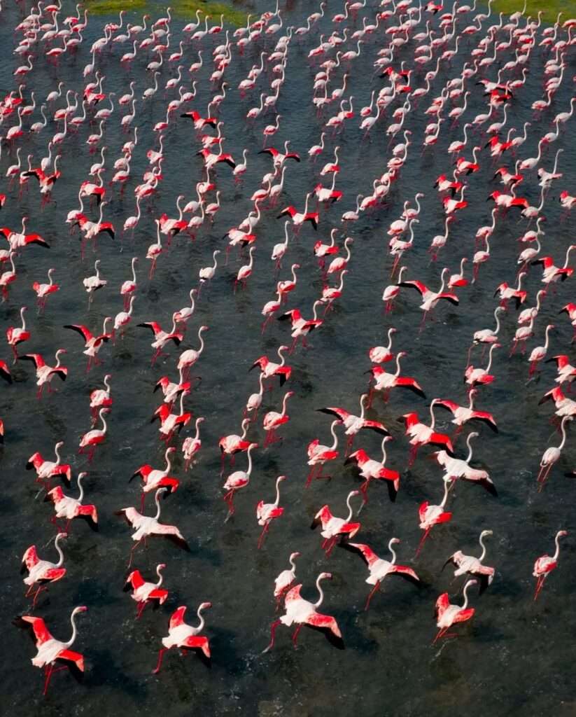 Seasonal flamingo migration phenomenon