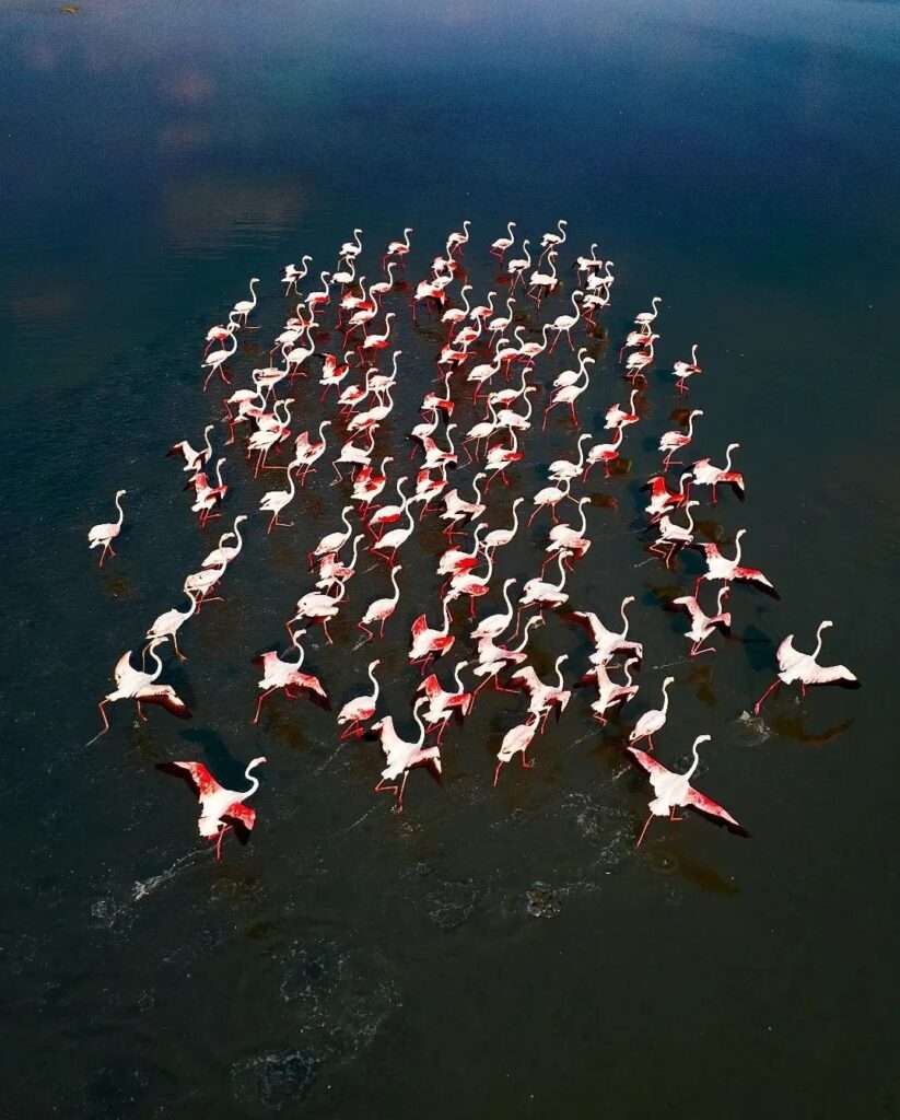 Annual pink bird migration event