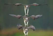 Amazing Chronophotos Of A Powerful Osprey Amidst The Hunt Amazing Chronophotos Of A Powerful Osprey By Chen Chengguang
