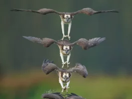 Amazing Chronophotos Of A Powerful Osprey By Chen Chengguang