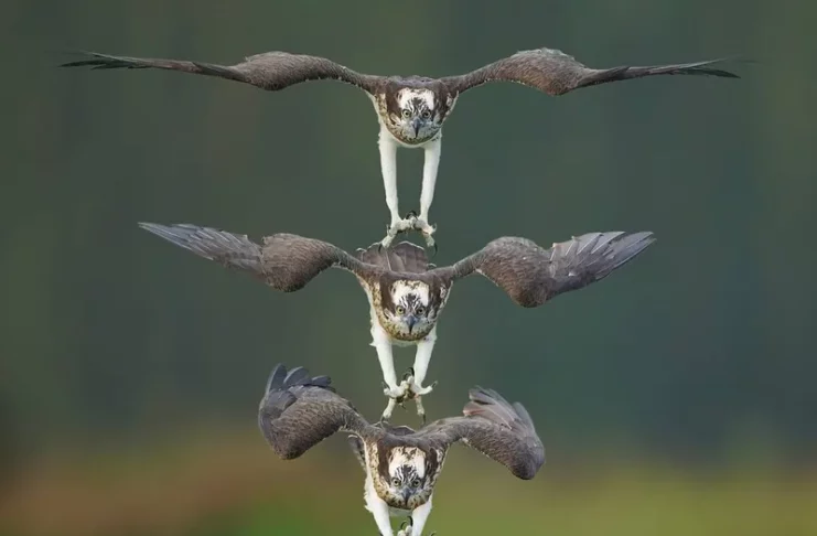 Amazing Chronophotos Of A Powerful Osprey By Chen Chengguang
