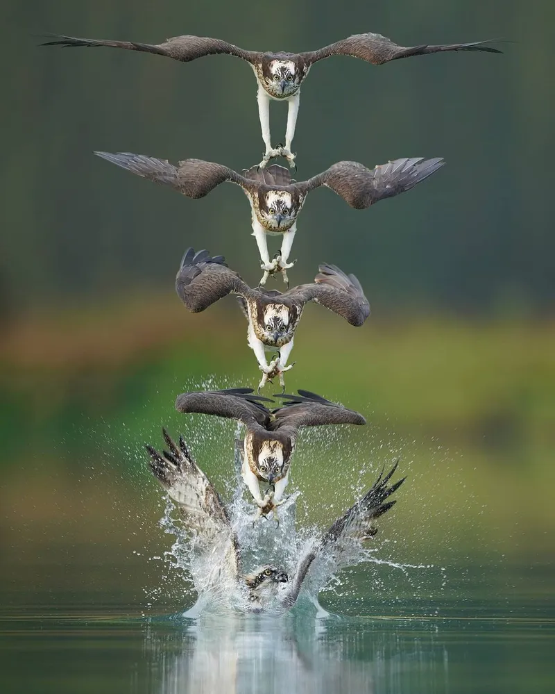 Amazing Chronophotos Of A Powerful Osprey By Chen Chengguang