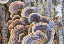 Vibrant Fungi Photos Capture Cherish Memories With Mushroom Foraging Vibrant Fungi Photos Capture Cherish Memories With Mushroom Foraging