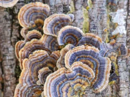 Vibrant Fungi Photos Capture Cherish Memories With Mushroom Foraging