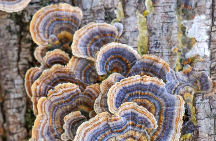 Vibrant Fungi Photos Capture Cherish Memories With Mushroom Foraging