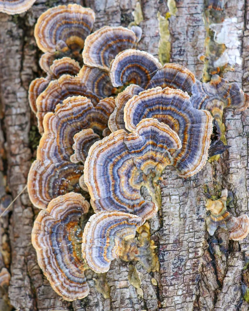 Vibrant Fungi Photos Capture Cherish Memories With Mushroom Foraging
