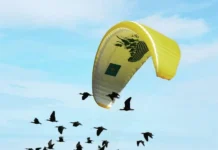 Austrian Biologist Has Been Helping Northern Bald Ibises Austrian biologist named Johannes Fritz Has Been Helping Northern Bald Ibises