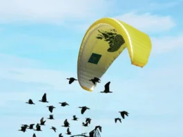 Austrian biologist named Johannes Fritz Has Been Helping Northern Bald Ibises