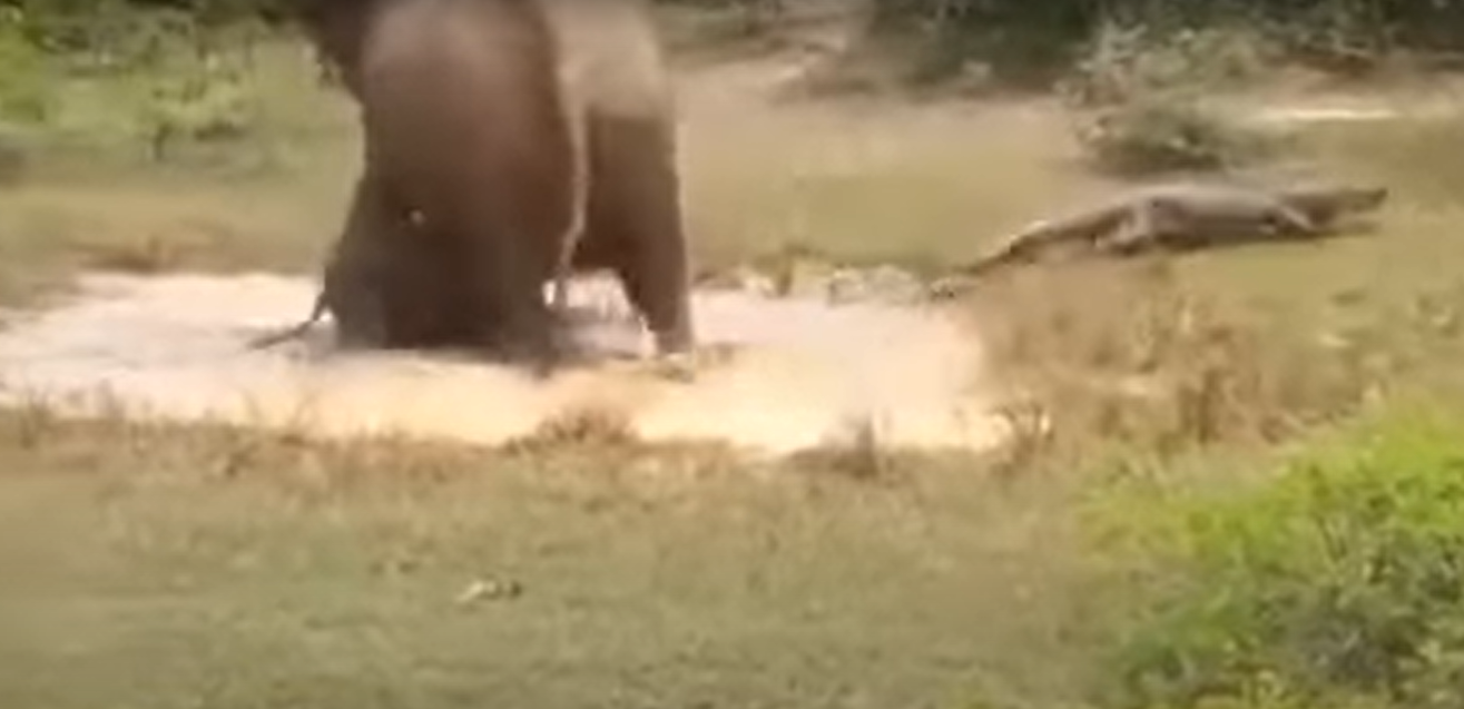 The baby elephant survived from the crocodile attack thanks to the unwavering mother’s love