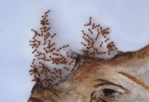 An Artist Creates Animal Paintings By Sprinkling Sugar To Attract Ants An Artist Creates Animal Paintings By Sprinkling Sugar To Attract Ants