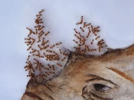 An Artist Creates Animal Paintings By Sprinkling Sugar To Attract Ants