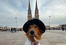 A Dog Named Preguntale is taking his own selfies A Dog Named Preguntale is taking his own selfies