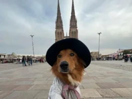 A Dog Named Preguntale is taking his own selfies