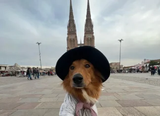 A Dog Named Preguntale is taking his own selfies A Dog Named Preguntale is taking his own selfies