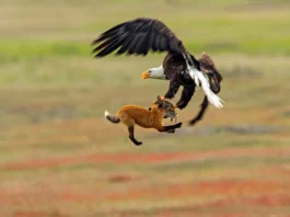 A Wildlife Photographer Captures an Epic Battle Between Fox And Eagle for a Rabbit