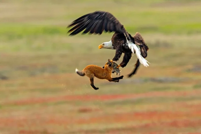 A Wildlife Photographer Captures an Epic Battle Between Fox And Eagle for a Rabbit