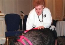 The Hero Pig Who Stopped Traffic To Save Her Owner The Hero Pig Who Stopped Traffic To Save Her Owner