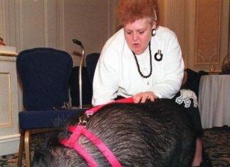 The Hero Pig Who Stopped Traffic To Save Her Owner The Hero Pig Who Stopped Traffic To Save Her Owner