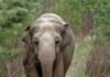 The Untold Story of Tarra And Bella, How a Gentle Giant Carried Her Best Friend Home